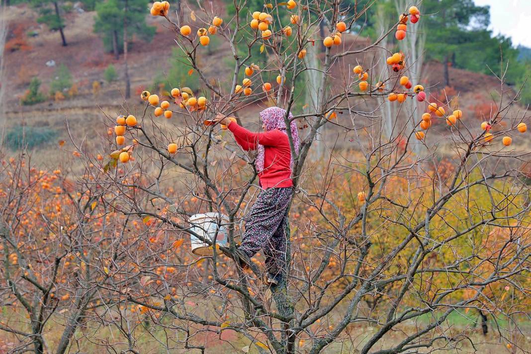 Çiftçi isyanda: Üreticide kilosu 25 lira, markette 80 lira! Yaş ve kuru olarak tüketilebiliyor 8